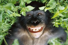 granbonobo