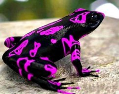 Pipagas