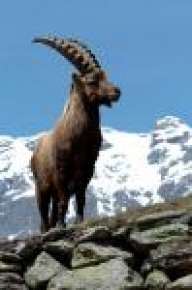 WildGoat