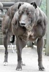 perro esteroides.jpg