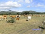 16 240509 Dehesa de Mocalvillo 36km[1].JPG