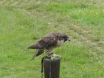 Halcon peregrino.jpg