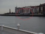 gaviota%20cerca%20del%20puente%20%5B1024x768%5D.JPG