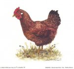 gallina.jpg