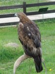 Aguila real.jpg