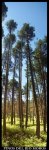 Pano pinos del rio moros.jpg