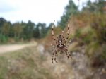 araÃ±a1 [1024x768].JPG