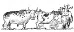 animaladas_7.jpg