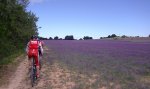 Morado5.jpg