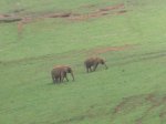 Elefante (2).jpg