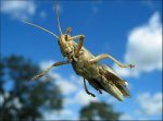 Saltamontes.JPG