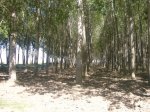 Foto16.JPG