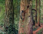 bicicleta en arbol.jpg