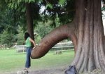 pollon_vegetal.jpg