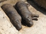 Hipopotamos pigmeos.jpg
