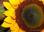 100_1749.JPG