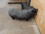 Cerdo Vietnamita (2).jpg