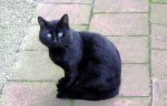 gatos-negros.jpg