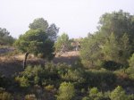 saida 27-06-09 015 [Desktop Resolution].jpg