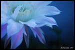 Flor de cactus.JPG