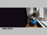 gatoterrorista9bl.jpg