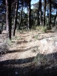 circuito carrera robledo (7)_576x768.JPG
