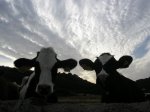 2 VACAS.jpg