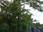 77Fruta1.JPG