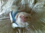 pumba1.jpg