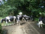 camino frances 2009 157.jpg