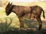 burro.miniatura.jpg