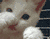 3935.gif