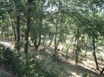 IMG_4168.jpg