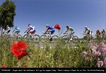 tdf09st09-flower[1].jpg