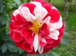flor rojiblanca [1024x768].JPG