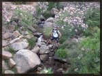 Arroyo con adelfas.jpg