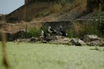 DSC_4085.JPG