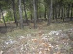 DSC00784.JPG
