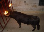 16339-ademuz-toro-embolado[1].jpg
