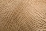 piel_elefante.jpg