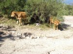 DSC00730.jpg