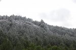 nevazoo.jpg