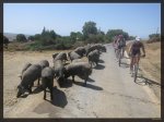Como cochino en un charco 4.jpg