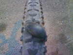 Maxxis.jpg