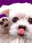 10090.gif