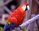 guacamayo.jpg