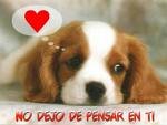 perrito.jpg