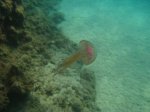 IMG_0986.jpg