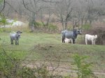 IMG_1201.jpg