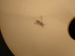 DSC00141.JPG
